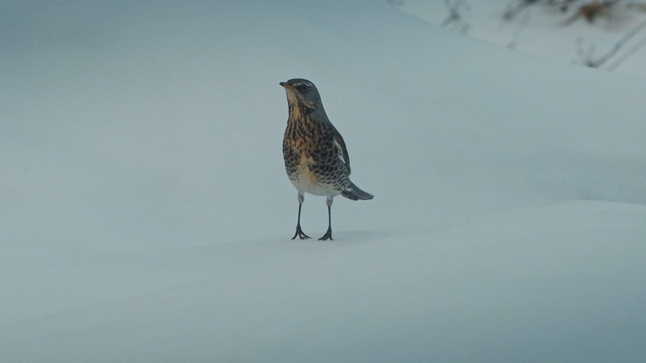 Wildlife